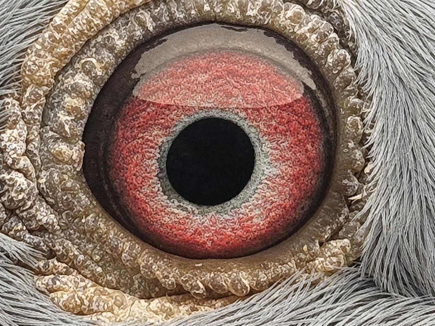 Pigeon eye
